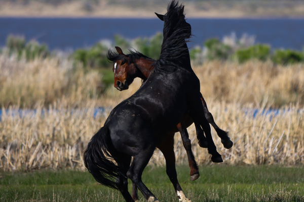 Nevada Virginia Range Series 21 by ImagesbyMJRoss