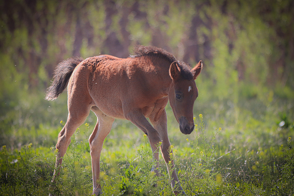 Nevada Virginia Range Series 31 Print