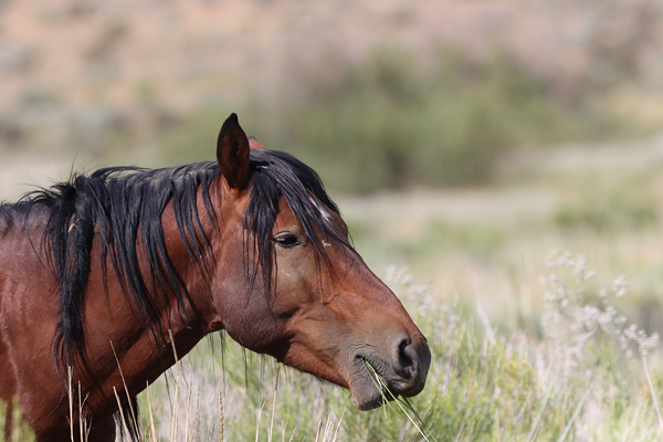 Nevada Virginia Range Series 1 by ImagesbyMJRoss