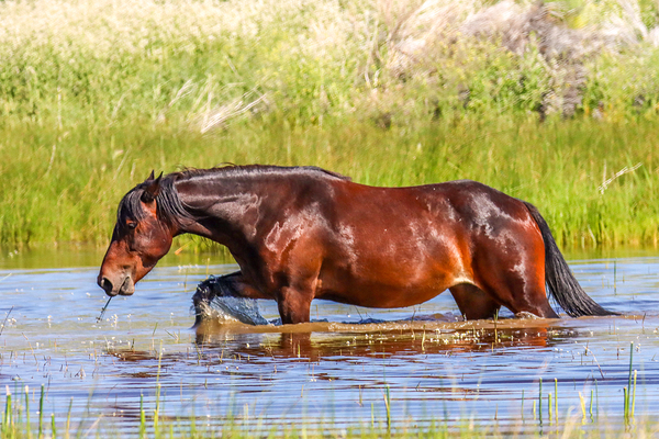 Nevada Mustang 1 4 by ImagesbyMJRoss