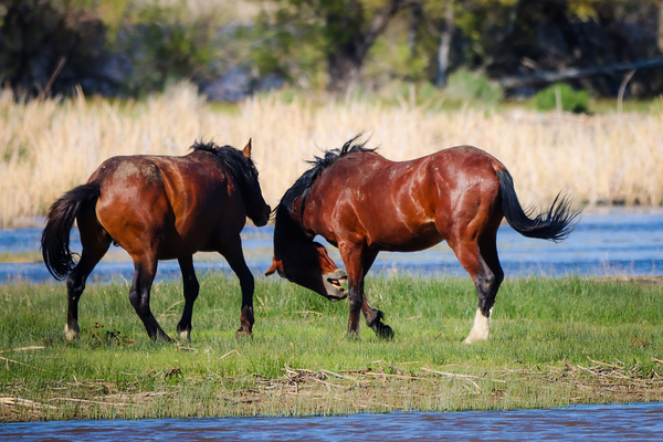 Nevada Virginia Range Series 29 Print
