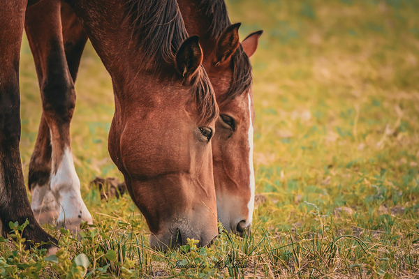 Nevada wild 1 1 by ImagesbyMJRoss
