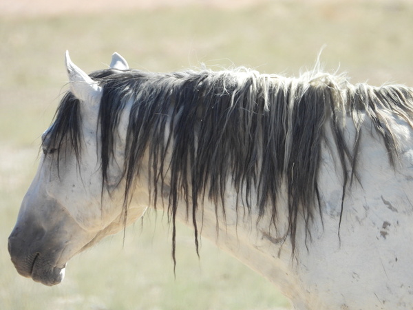 Nevada Wild 165 1 by ImagesbyMJRoss