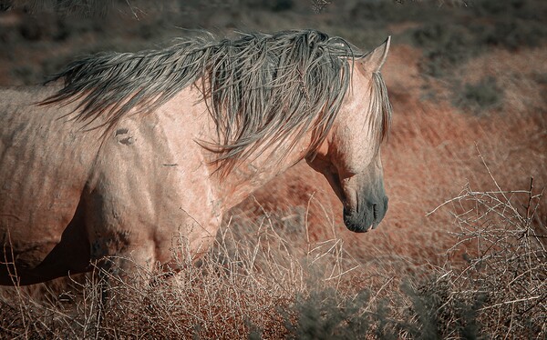 Nevada Mustang series 3 1 Print