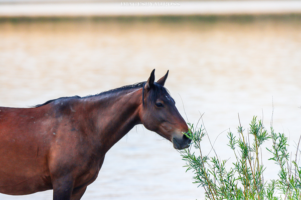 Wild Horse Series Nevada 14 by ImagesbyMJRoss