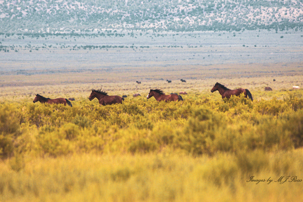 Nevada Mustang series 6 1 Print