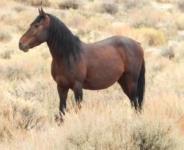 Nevada Mustang 2 3 by ImagesbyMJRoss