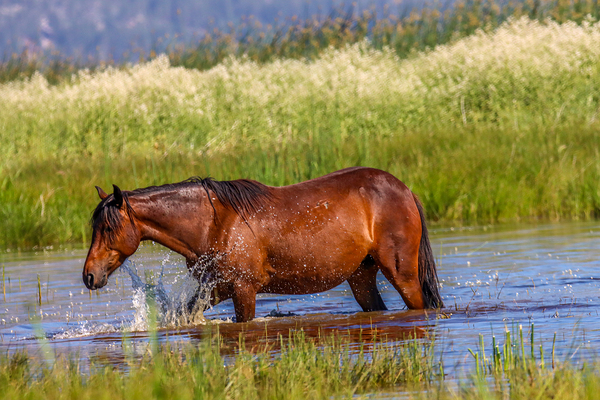 Nevada Mustang 1 1 Print