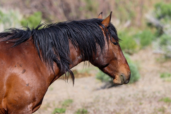 Nevada Mustang 2 4 by ImagesbyMJRoss