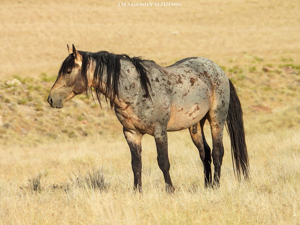 Utah Onaqui Wild Horses Print