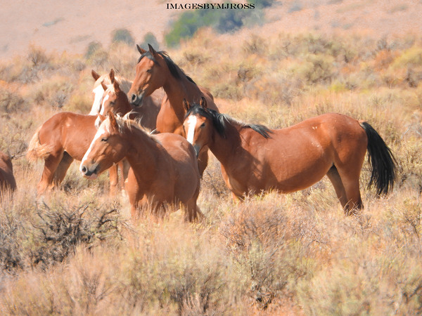 Nevada Mustang 2 6 Print