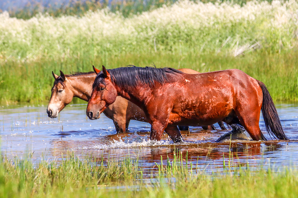 Nevada Mustang 1 2 Print