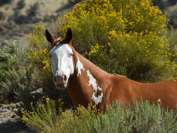 Nevada Mustang 2 7 by ImagesbyMJRoss