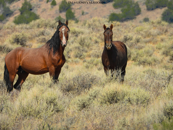 Nevada Mustang 2 2 by ImagesbyMJRoss