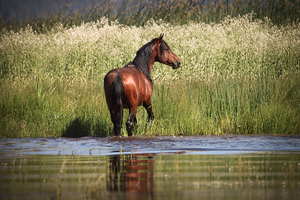 Nevada Mustang 1 5 by ImagesbyMJRoss