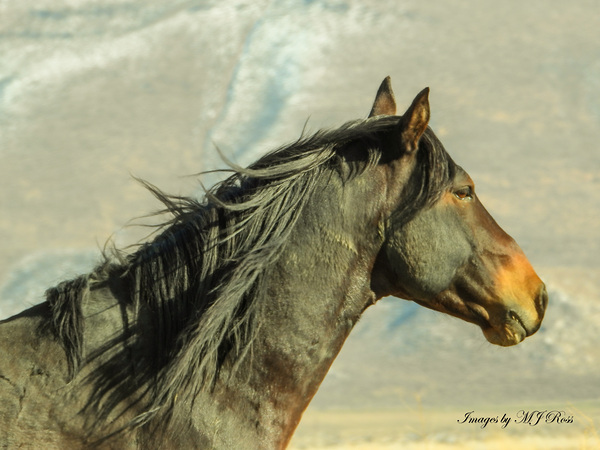 Nevada Mustang series 8  1 by ImagesbyMJRoss