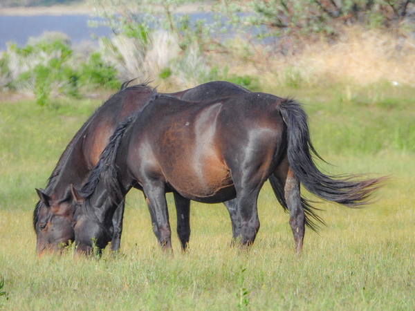 Nevada Virginia Range Series 7 by ImagesbyMJRoss