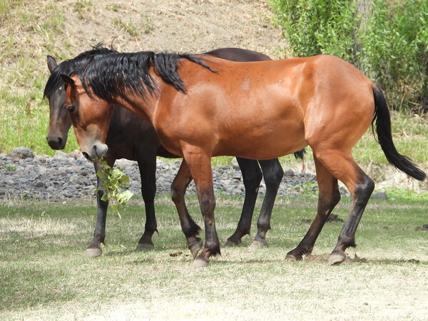 Nevada Wild 165 1 by ImagesbyMJRoss