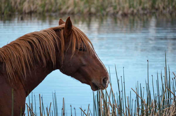 Nevada Mustang 1 3 by ImagesbyMJRoss