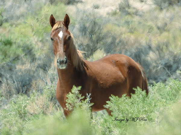 Nevada Mustang series 11 1 Print