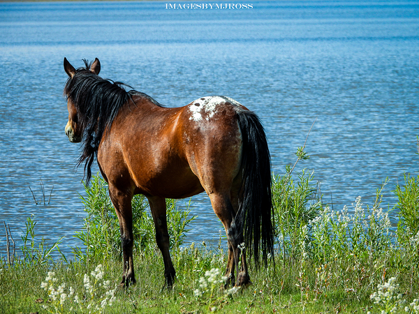 Nevada Wild 165 1 by ImagesbyMJRoss