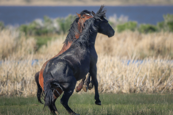 Nevada Virginia Range Series 24 by ImagesbyMJRoss