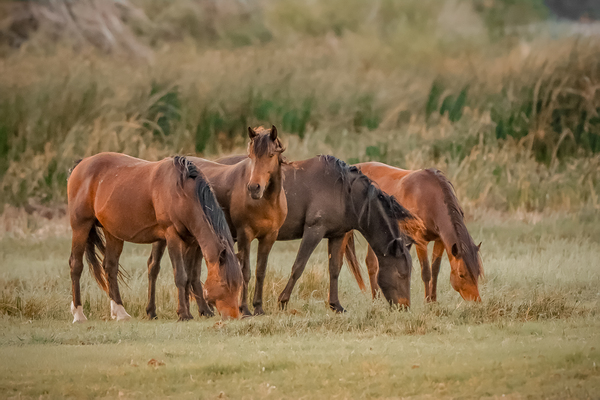 Nevada wild  Series VR1 1 by ImagesbyMJRoss