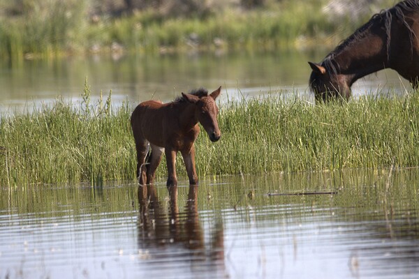 Wild Horse Nevada Series 7 by ImagesbyMJRoss