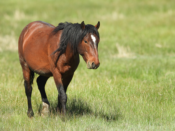Nevada Virginia Range Series 4 Print