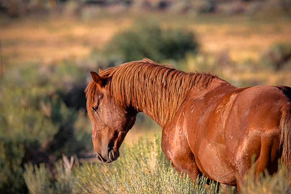 Nevada Wild 165 1 by ImagesbyMJRoss