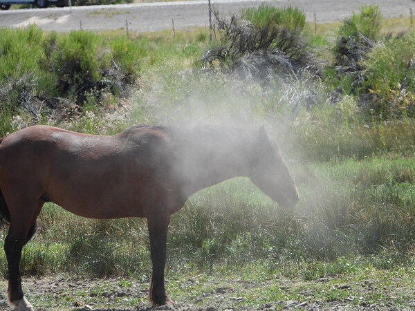 Nevada Wild 165 1 by ImagesbyMJRoss