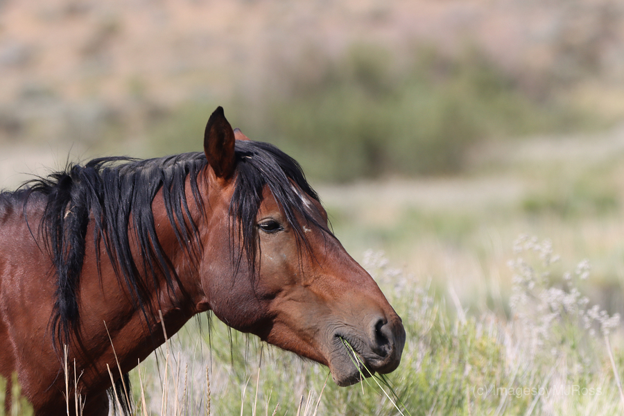 Nevada Virginia Range Series 1  Print