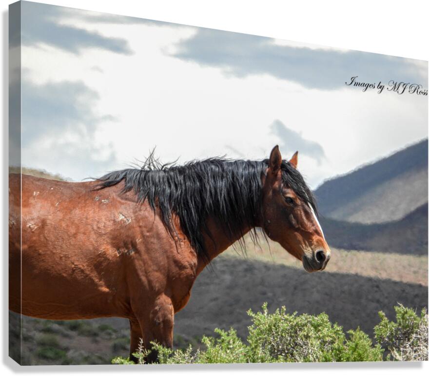 Wild  Horse Nevada Series 2 Canvas Print