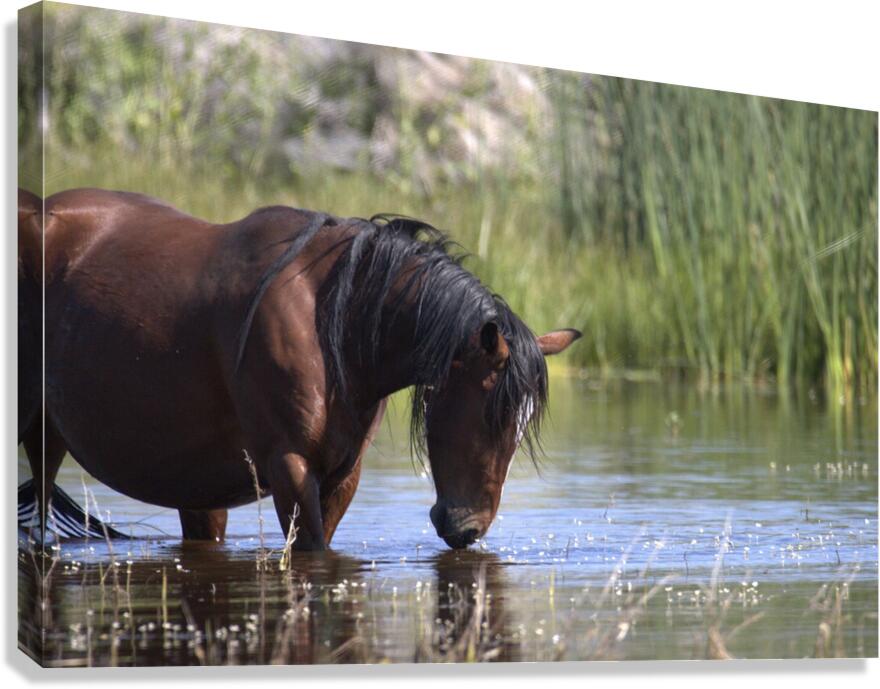 Wild Horse Nevada Series 5 Canvas Print