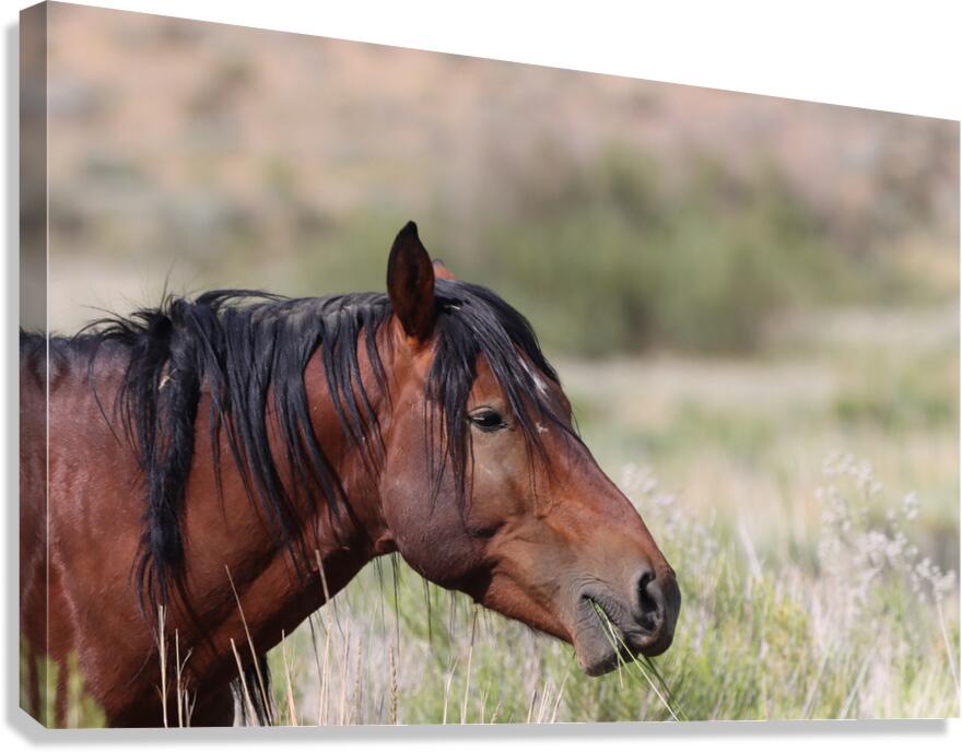 Nevada Virginia Range Series 1 Canvas Print