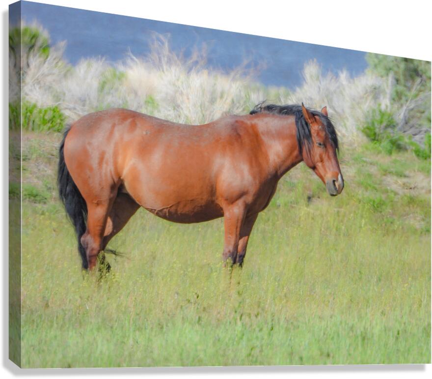 Nevada Virginia Range Series 8 Canvas Print