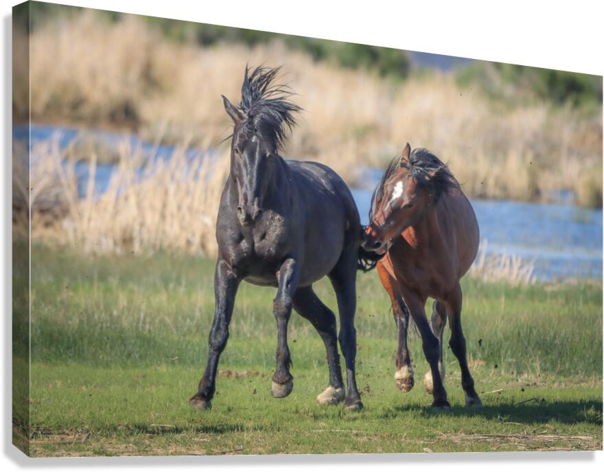 Nevada Virginia Range Series 18 Canvas Print