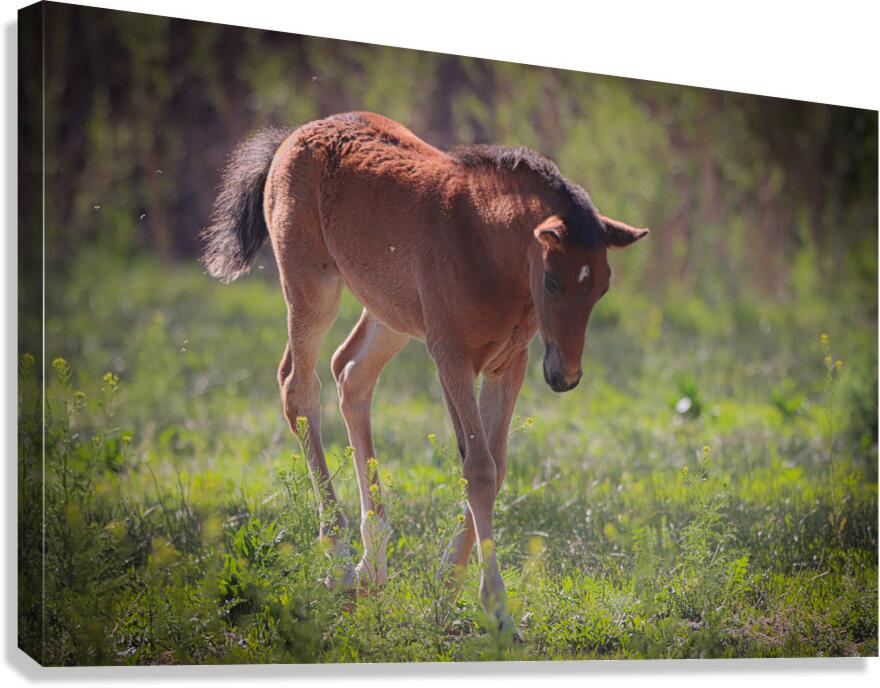 Nevada Virginia Range Series 30 Canvas Print
