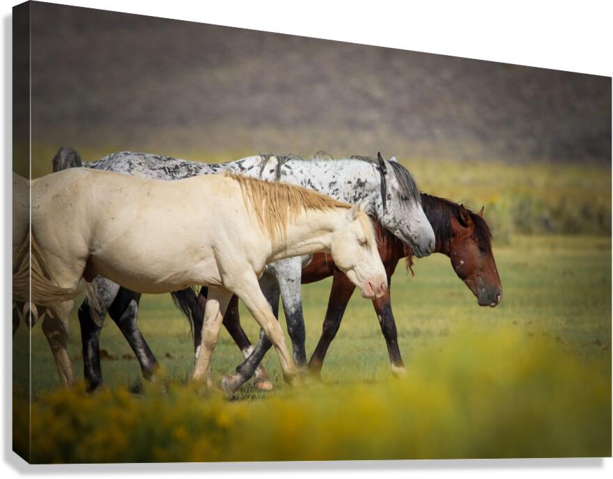 Mono Lake Wild Horse Series 1 Canvas Print
