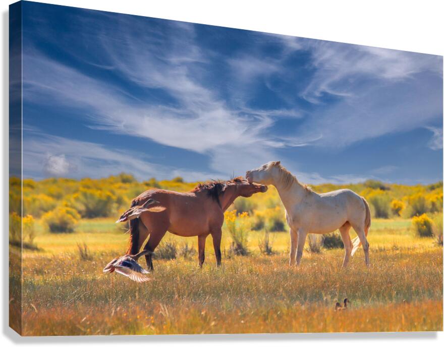 Mono Lake Wild Horse Series 1 Canvas Print