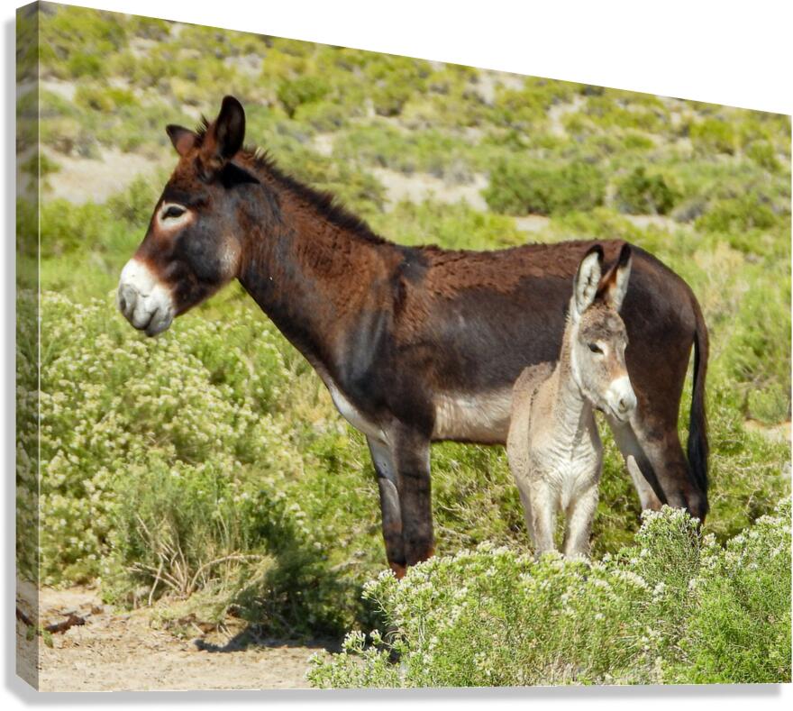 Marietta Wild Burro Range HMA 1 Canvas Print