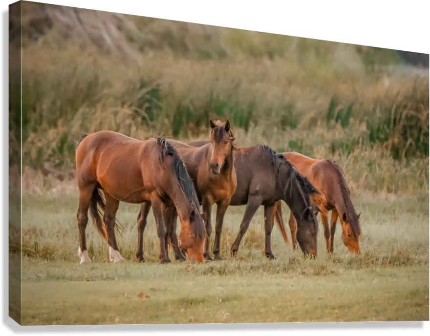 Nevada wild  Series VR1 1 Canvas Print