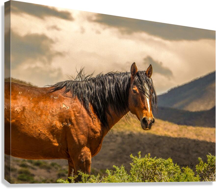 Nevada Mustang Series 16 1 Canvas Print