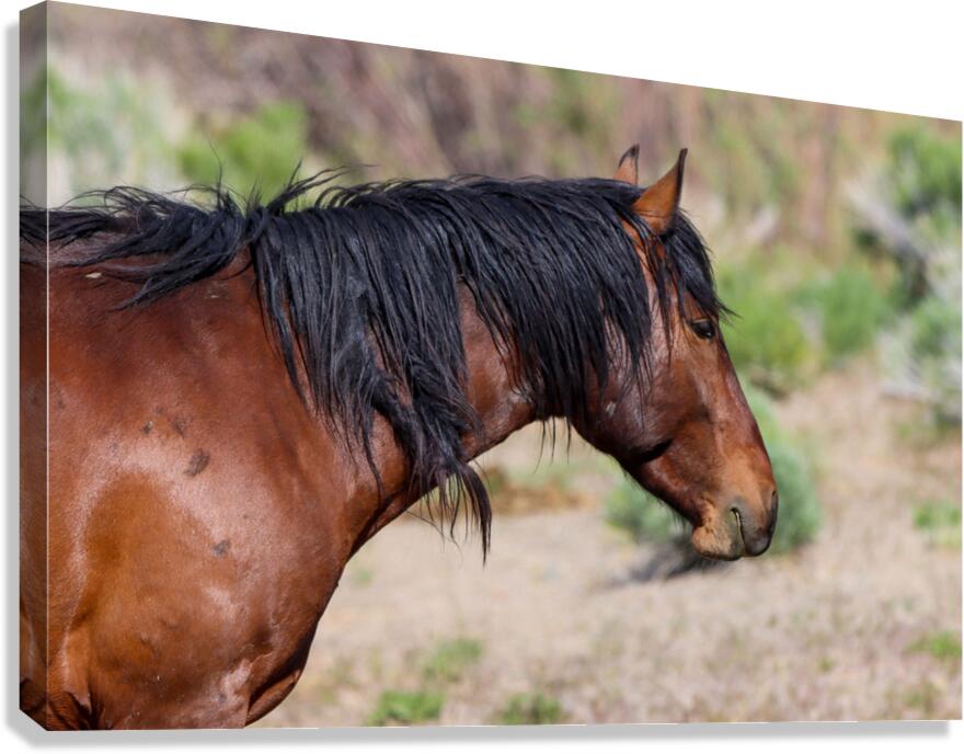 Nevada Mustang 2 4 Canvas Print