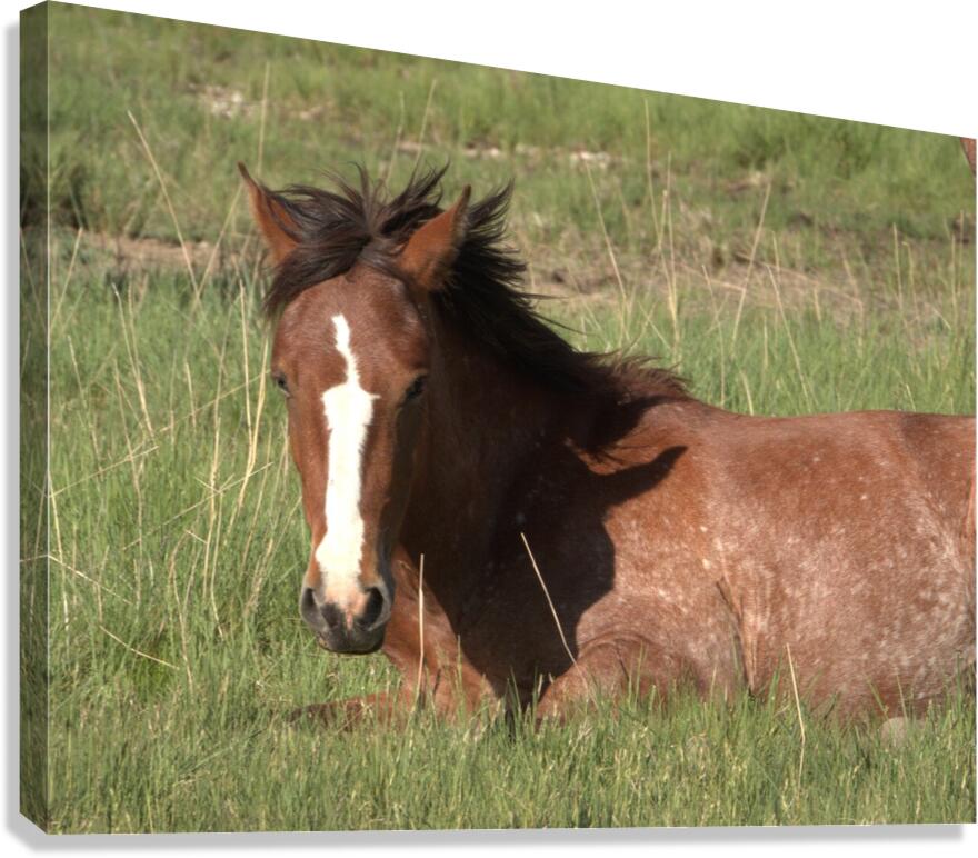 Nevada Wild 16 1 Canvas Print