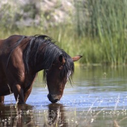 Wild Horse Nevada Series 5