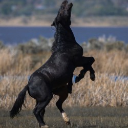 Nevada Virginia Range Series 22