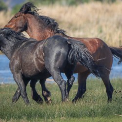 Nevada Virginia Range Series 25
