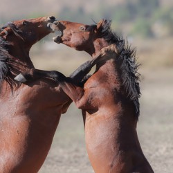 Nevada Virginia Range Series 32