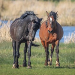 Nevada Virginia Range Series 19
